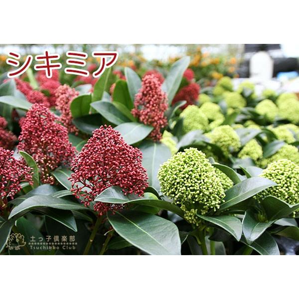 シキミア （ スキミア ） 10.5cmポット 苗木 ルベラ / ホワイト