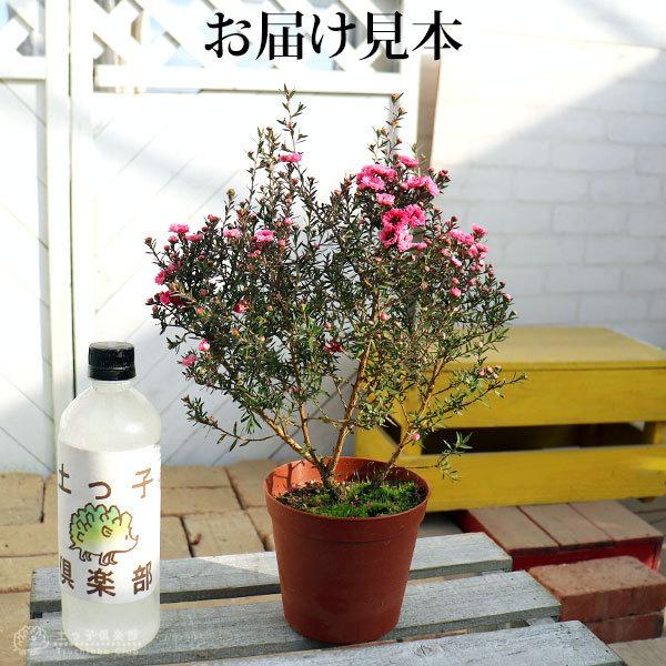ギョリュウバイ 4号鉢植え 苗木 （ 魚柳梅 御柳梅 ） : 花と緑の専門店