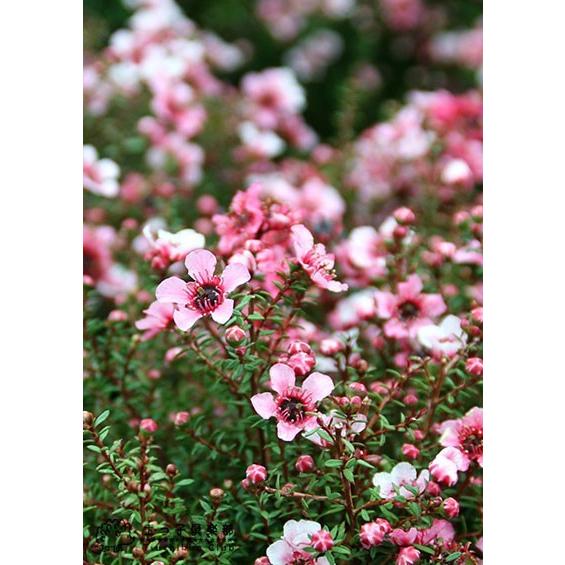 ギョリュウバイ 4号鉢植え 苗木 （ 魚柳梅 御柳梅 ） : 花と緑の専門店