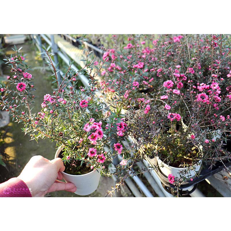 ギョリュウバイ 4号鉢植え 苗木 （ 魚柳梅 御柳梅 ） : 花と緑の専門店