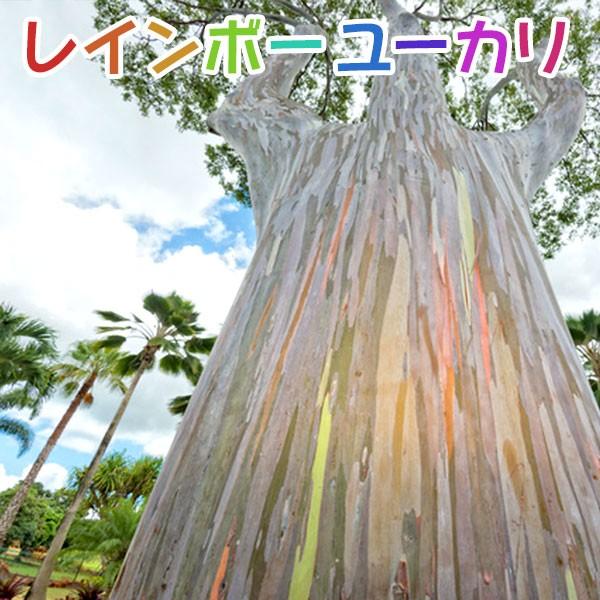 珍種 ユーカリの木 レインボーユーカリ 12cmポット苗 別名 ミンダナオガムツリー T 381 花と緑の専門店 土っ子倶楽部 通販 Yahoo ショッピング