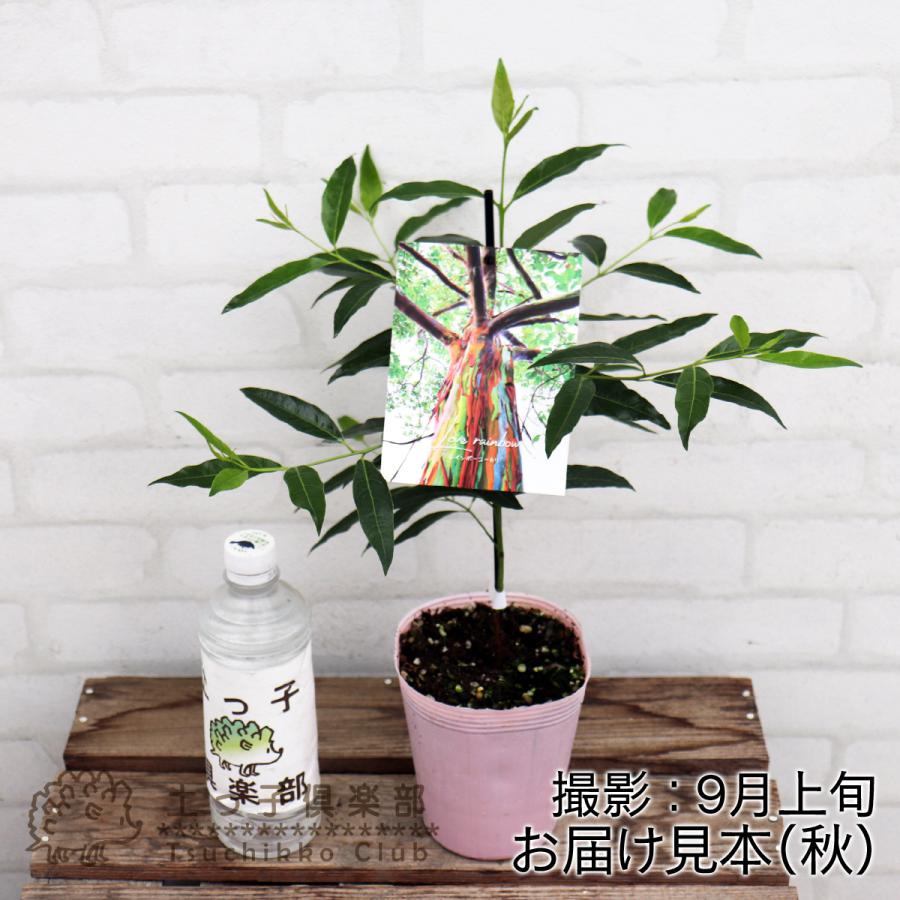 珍種】ユーカリの木 『 レインボーユーカリ 』 10.5cmポット苗 （ 別名