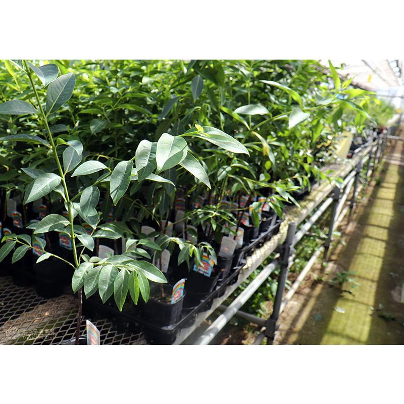 珍種 ユーカリの木 レインボーユーカリ 12cmポット苗 別名 ミンダナオガムツリー T 381 花と緑の専門店 土っ子倶楽部 通販 Yahoo ショッピング