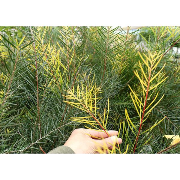 アカシアの木『 フェニックスゴールド 』（ 珍種 ）5号スリット鉢植え