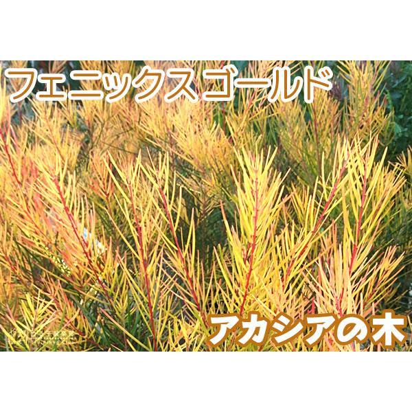 アカシアの木『 フェニックスゴールド 』 苗木 珍種 10.5cmロング