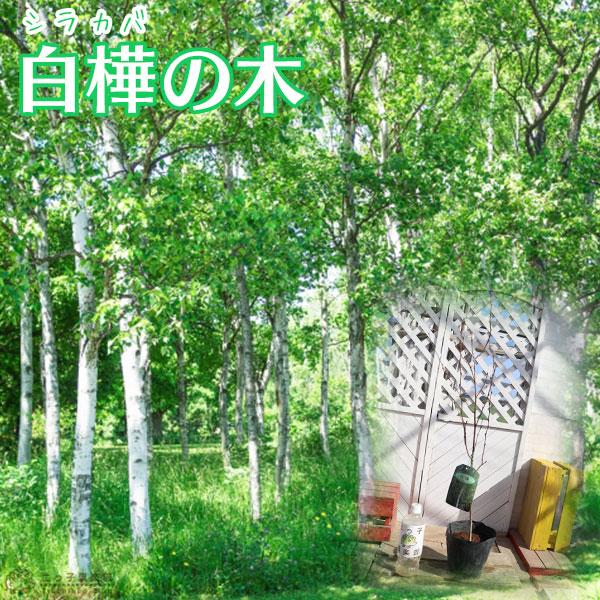 白樺『ジャクモンティ』（シラカバ）10.5cmポット苗 : 花と緑の専門店