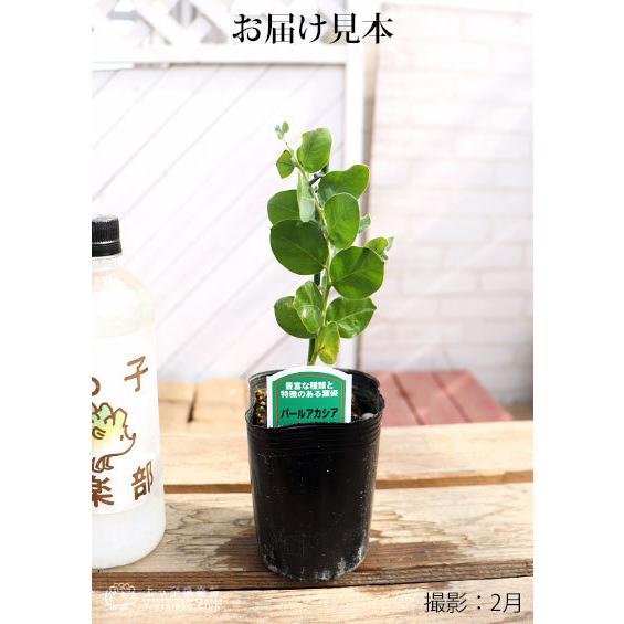 アカシアの木『 パールアカシア 』 9cmポット苗木 （ ポダリリーフォリア ） ミモザ 苗 苗木 黄色 3月 4月 春 シンボルツリー 庭木 鉢植え 土っ子倶楽部　 |  | 01