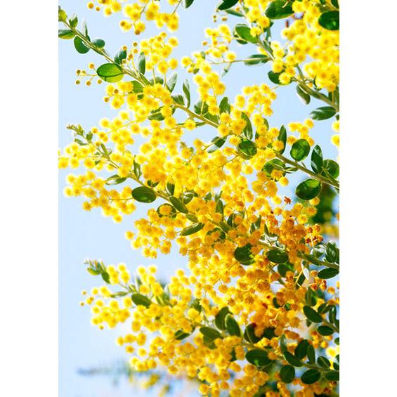 アカシアの木『 パールアカシア 』 9cmポット苗木 （ ポダリリーフォリア ） ミモザ 苗 苗木 黄色 3月 4月 春 シンボルツリー 庭木 鉢植え 土っ子倶楽部　 |  | 02