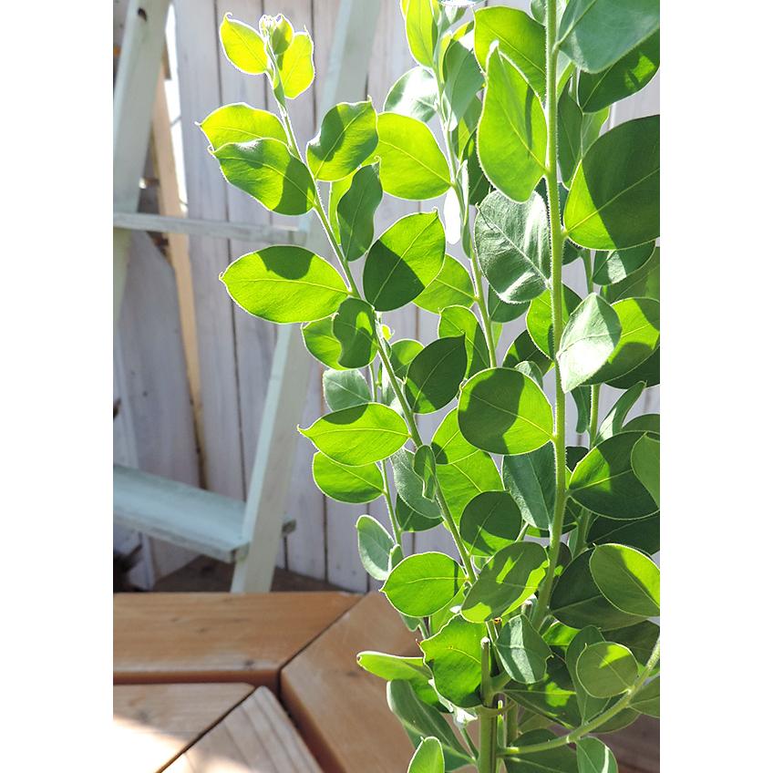 アカシアの木『 パールアカシア 』 9cmポット苗木 （ ポダリリーフォリア ） ミモザ 苗 苗木 黄色 3月 4月 春 シンボルツリー 庭木 鉢植え 土っ子倶楽部　 |  | 03