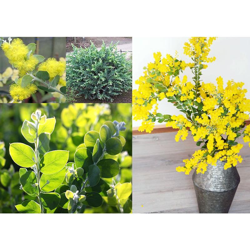 アカシアの木『 パールアカシア 』 9cmポット苗木 （ ポダリリーフォリア ） ミモザ 苗 苗木 黄色 3月 4月 春 シンボルツリー 庭木 鉢植え 土っ子倶楽部　 |  | 04