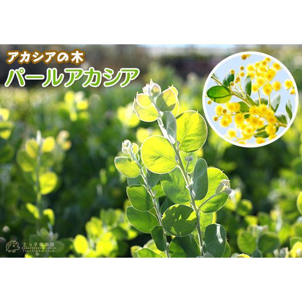 アカシアの木『 パールアカシア 』 9cmポット苗木 （ ポダリリーフォリア ） ミモザ 苗 苗木 黄色 3月 4月 春 シンボルツリー 庭木 鉢植え 土っ子倶楽部　 |  | 05