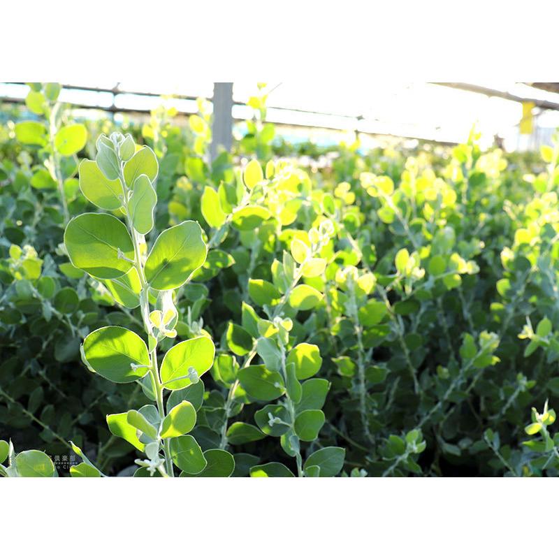 アカシアの木『 パールアカシア 』 9cmポット苗木 （ ポダリリーフォリア ） ミモザ 苗 苗木 黄色 3月 4月 春 シンボルツリー 庭木 鉢植え 土っ子倶楽部　 |  | 06