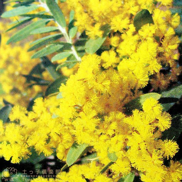 花芽付き　アカシア　ブルーブッシュ　ポット苗　ミモザ　オージープランツ　植栽 花芽付き アカシア ブルーブッシュ ポット苗 ミモザ オージープランツ
