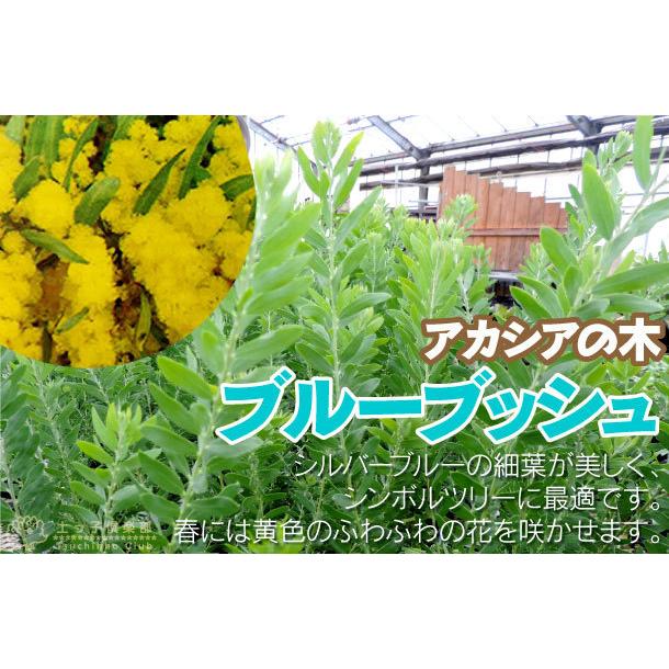 アカシアの木 『 ブルーブッシュ 』18cmポット苗木 （ 大株 ） : 花と