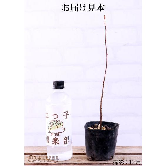 七竈 『 ナナカマド 』 10.5cmポット苗 : 花と緑の専門店 土っ子倶楽部