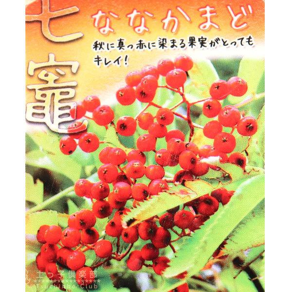 七竈 『 ナナカマド 』 10.5cmポット苗 : 花と緑の専門店 土っ子倶楽部