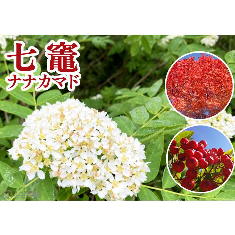 七竈 『 ナナカマド 』 10.5cmポット苗 : 花と緑の専門店 土っ子倶楽部