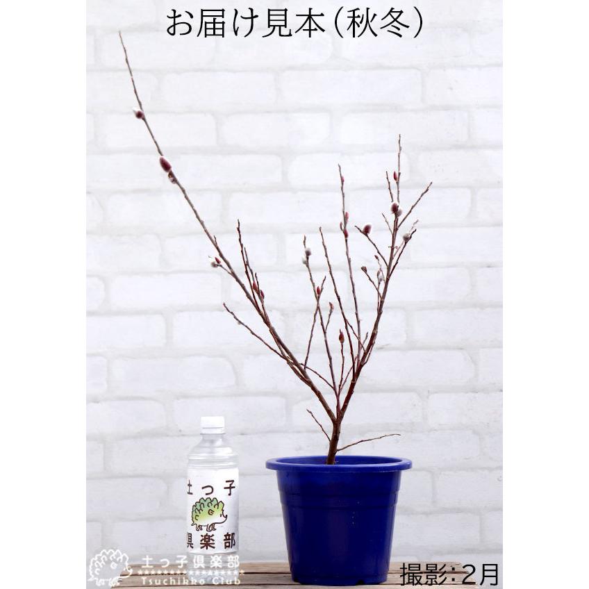 ピンクネコヤナギ （ 猫柳 ） 6号 18cm ）鉢植え : 花と緑の専門店 土