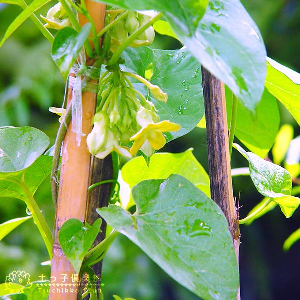 イエライシャン 夜来香 テロスマコルダータ 9cmポット苗 T 396 花と緑の専門店 土っ子倶楽部 通販 Yahoo ショッピング