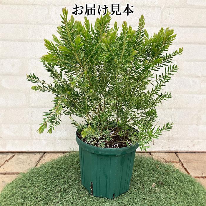 ビッグ　★ アカシア　テレサ　高さ1メートルくらい アカシア テレサ 18cm 6号 鉢植え 矮性 コンパクト 背が低い 土っ子