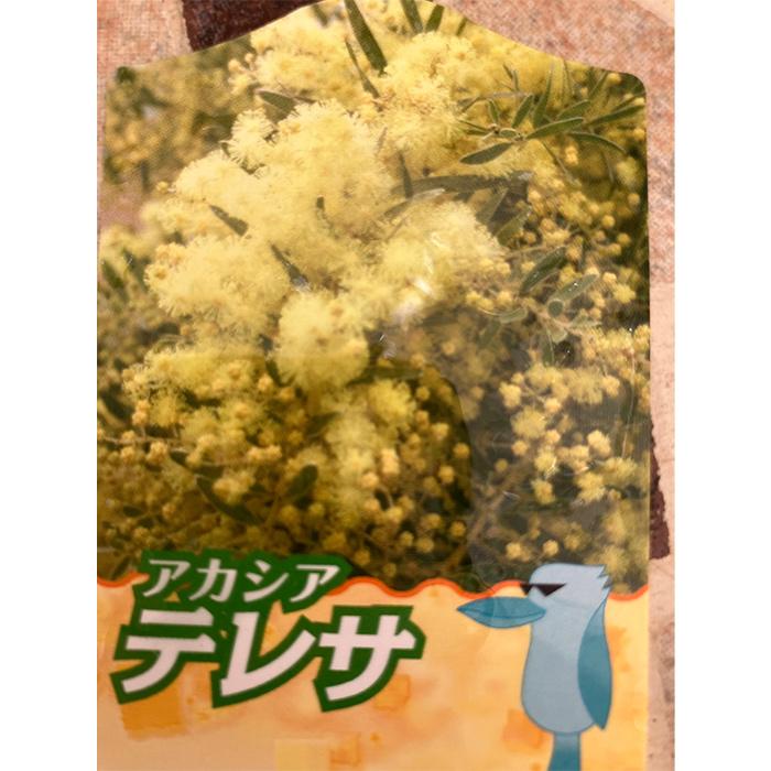 アカシア テレサ 18cm 6号 鉢植え 矮性 コンパクト 背が低い 土っ子