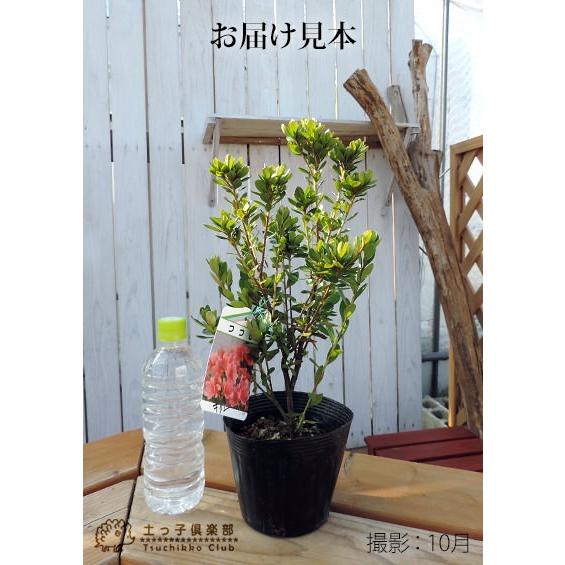 久留米ツツジ 『 麒麟 （ キリン ） 』 13.5cmポット苗 : 花と緑の専門