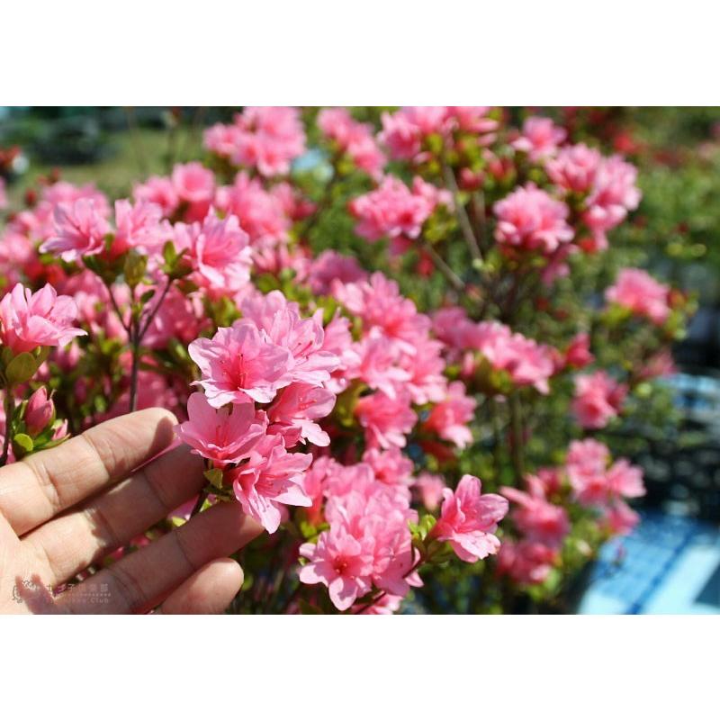 クルメツツジ/麒麟（キリン）大株【現品発送】管理70294 クルメツツジ/麒麟（キリン）大株【現品発送】管理70294 【公式通販】