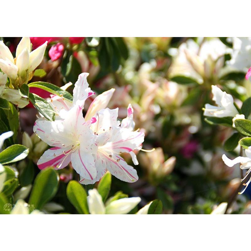 久留米ツツジ 新常夏 13 5cmポット苗 Tu 011 花と緑の専門店 土っ子倶楽部 通販 Yahoo ショッピング