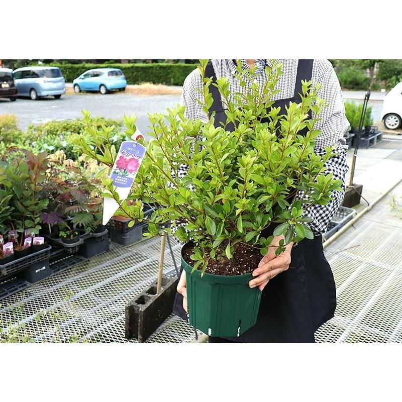 久留米ツツジ 『 夢かすり 』 7号スリット鉢植え 5個セット（ 送料無料