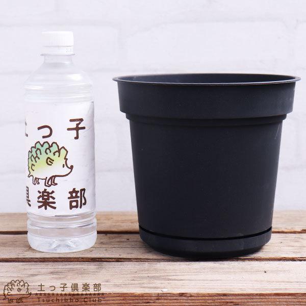 植木鉢 『 ハイドポット 』 18cm 貯水機能受皿付 : 花と緑の専門店 土