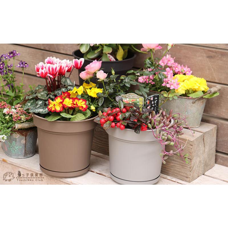 テラコッタ 』 13.5cm 鉢 ( 紫 ・ パープル ) : 花と緑の専門店 土っ子