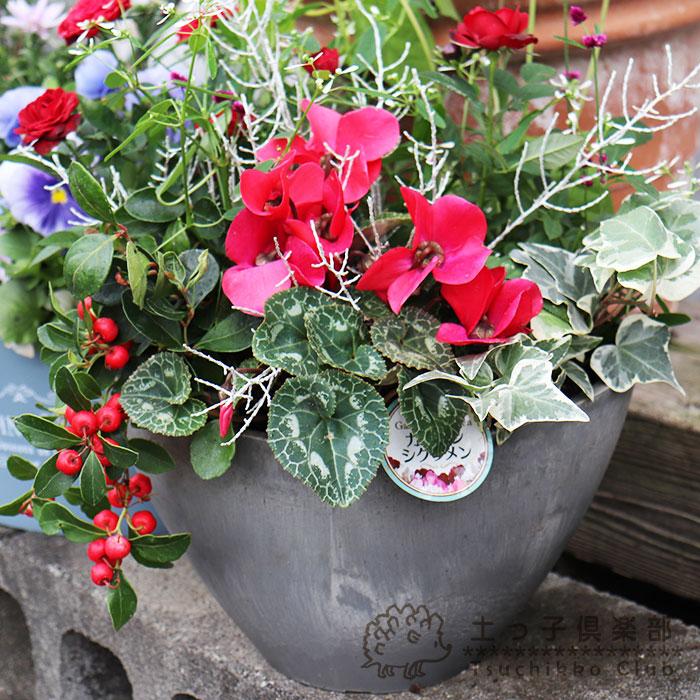 chika様 ガーデンプランター　DQ-BB3 chika様 ガーデンプランター DQ-BB3