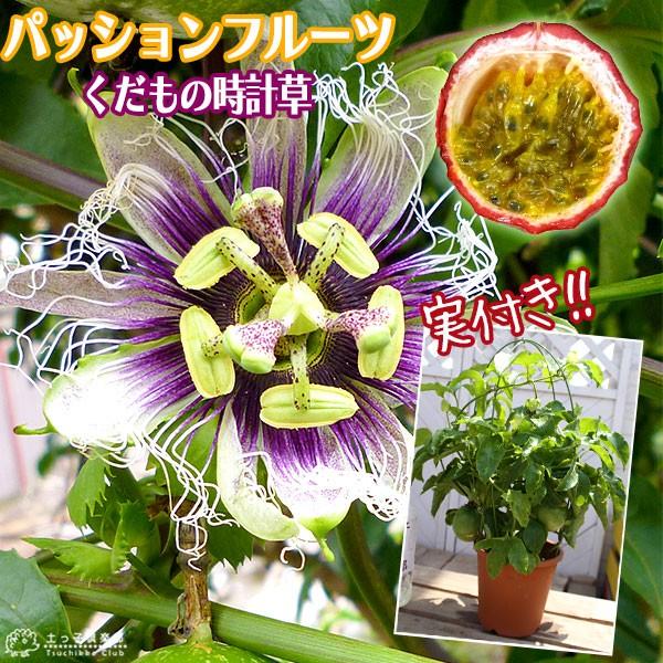 実付き パッションフルーツ くだもの時計草 5号鉢植え V 030 H5 花と緑の専門店 土っ子倶楽部 通販 Yahoo ショッピング