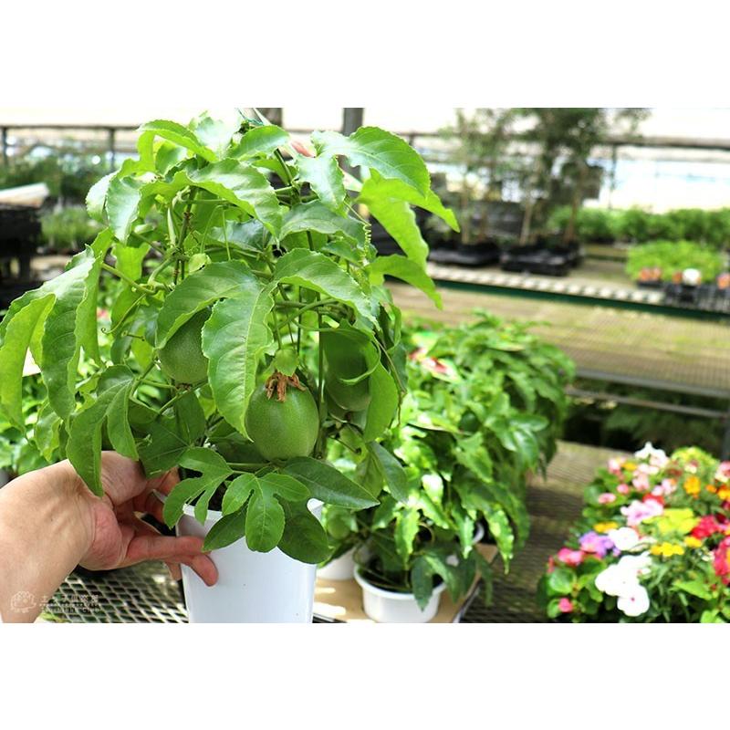 実付き ) パッションフルーツ『 くだもの時計草 』 5号鉢植え :v-030-h5:花と緑の専門店 土っ子倶楽部 通販 パッションフルーツ 時計草 約10kg