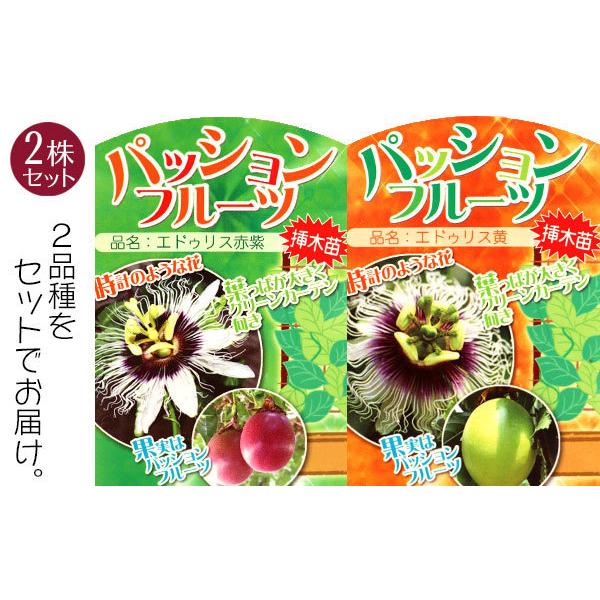 パッションフルーツ 『 くだもの時計草 』 2個セット 10.5cmポット苗