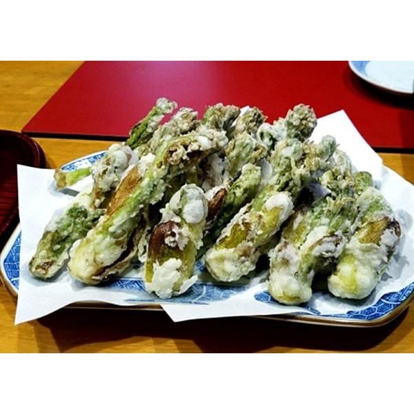 トゲなし 『 タラの芽の木 』 10.5cmポット苗 : 花と緑の専門店 土っ子