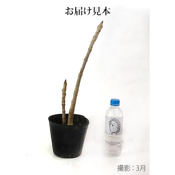 トゲなし「タラの芽の木」 2個セット（ 送料無料 ）12cm(4号)ポット