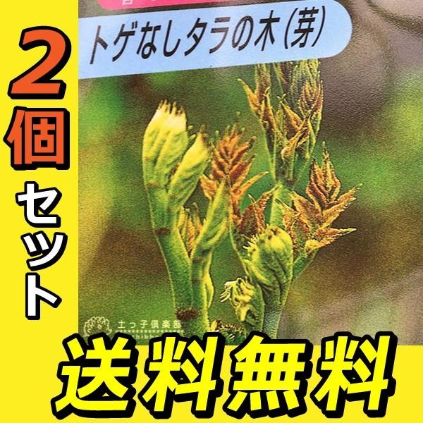 トゲなし「タラの芽の木」 2個セット（ 送料無料 ）12cm(4号)ポット