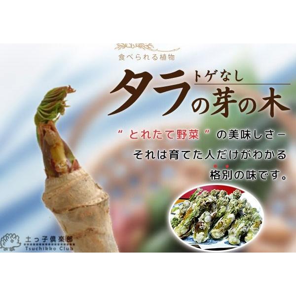 トゲなし「タラの芽の木」 2個セット（ 送料無料 ）12cm(4号)ポット