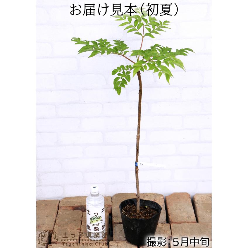 トゲなし 『 タラの芽の木 』 12cm(4号)ポット : 花と緑の専門店 土っ