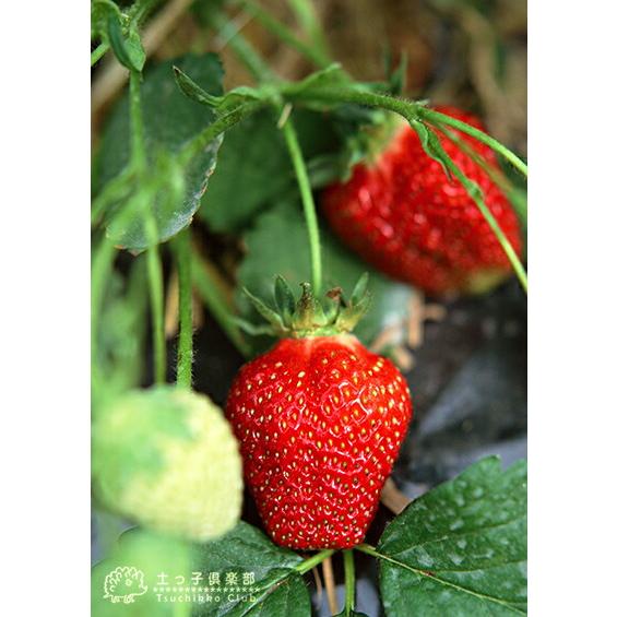 イチゴ ( いちご苗 ) 9cmポット苗 【 2個セット 】 選べる品種 イチゴ ( いちご苗 ) 9cmポット苗 【 2個セット 】 選べる品種