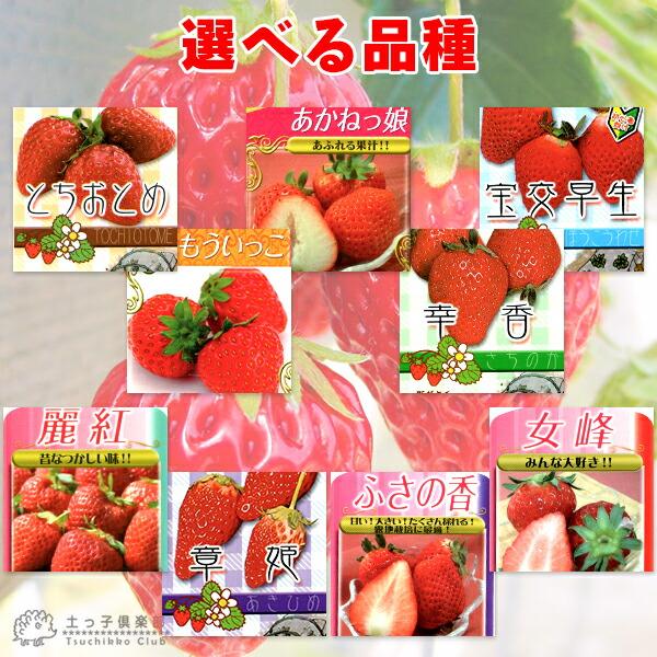イチゴ ( いちご苗 ) 9cmポット苗 【 2個セット 】 選べる品種 イチゴ ( いちご苗 ) 9cmポット苗 【 2個セット 】 選べる品種