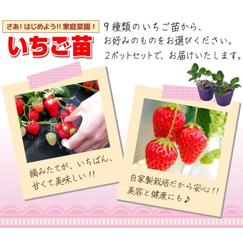 ビッグ割引 花園オアシスイチゴ 二株セット よつぼし フルーツ、果実