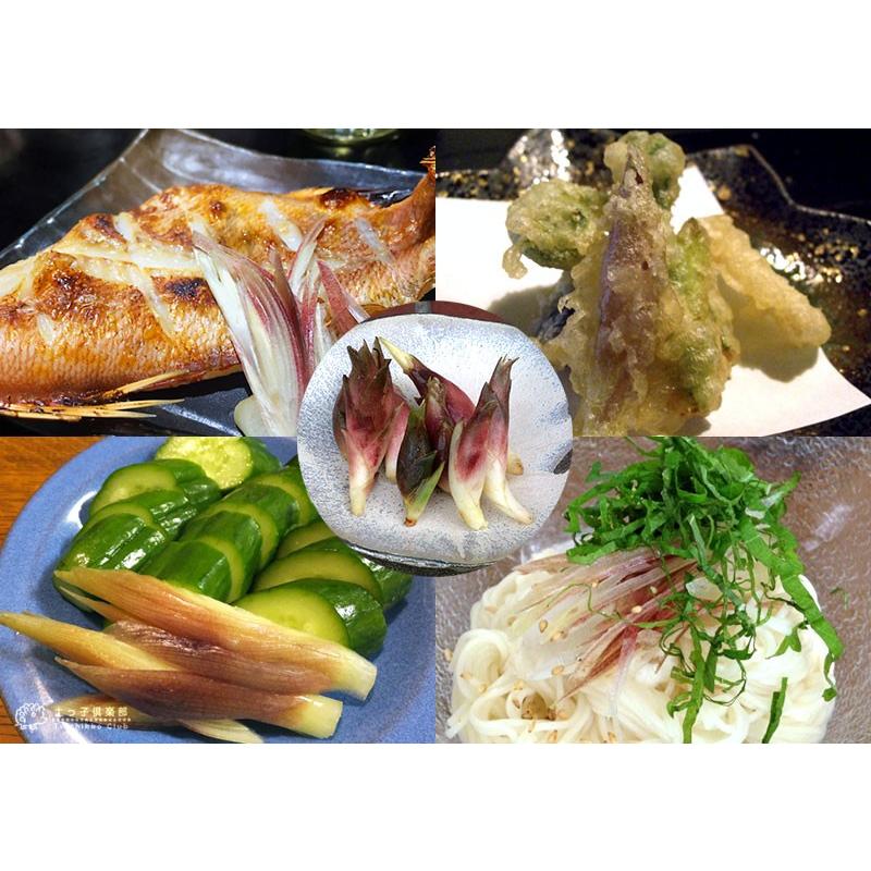ミョウガ 2個セット 9cmポット苗 : 花と緑の専門店 土っ子倶楽部 ミョウガ 2個セット 9cmポット苗 : 花と緑の専門店 土っ子倶楽部