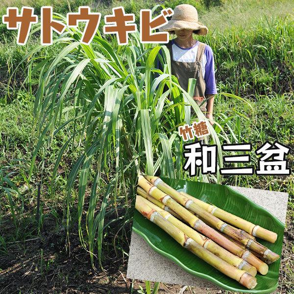和三盆 サトウキビ （ 竹糖 ） 10.5cmポット苗｜produce87