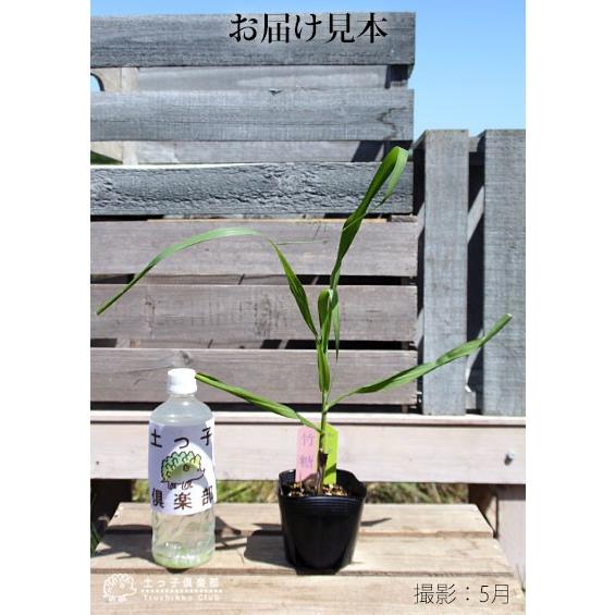 和三盆 サトウキビ （ 竹糖 ） 10.5cmポット苗｜produce87｜02
