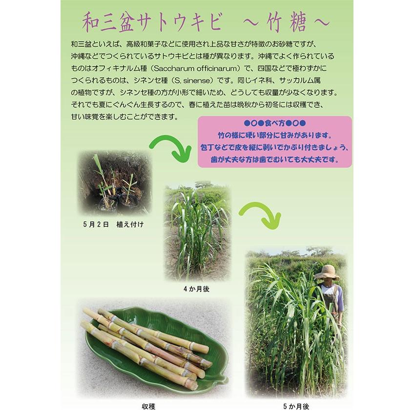 和三盆 サトウキビ ( 竹糖 ) 10.5cmポット苗 : 花と緑の専門店 和三盆 サトウキビ ( 竹糖 ) 10.5cmポット苗 : 花と緑の専門店