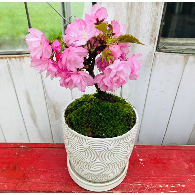 桜盆栽一才桜旭山（あさひやま）INリヒトポット 選べる鉢9パターン 4号