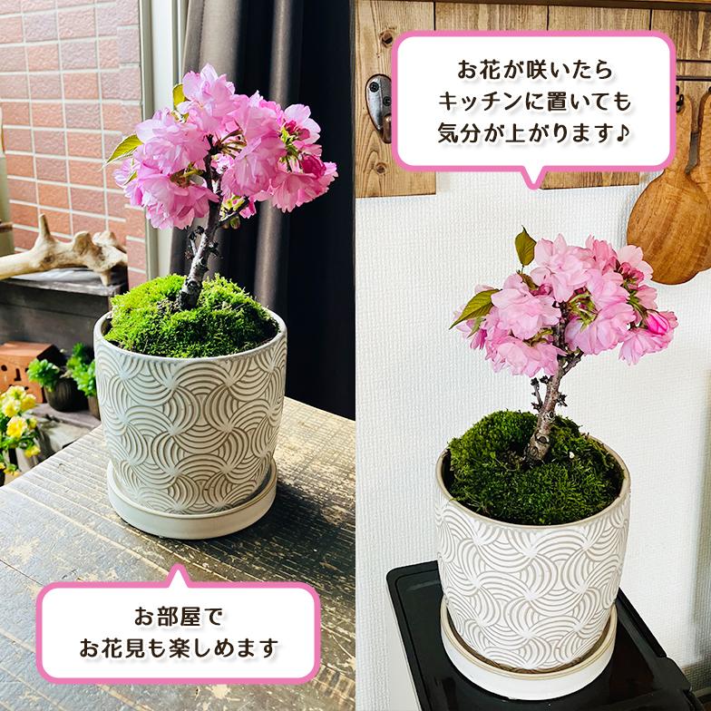 桜盆栽一才桜旭山（あさひやま）INリヒトポット 選べる鉢9パターン 4号