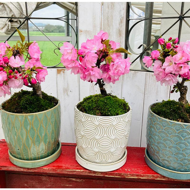 桜盆栽一才桜旭山（あさひやま）INリヒトポット 選べる鉢9パターン 4号